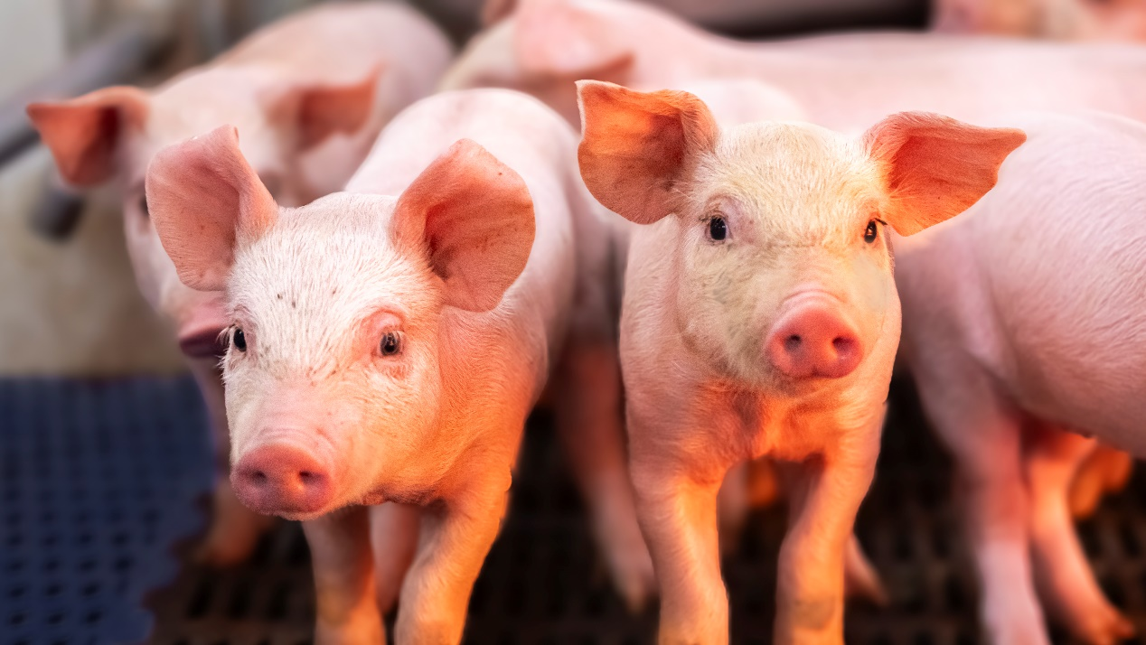 猪舍连心桥，实干践初心：龙大美食养殖育肥管理部的一线服务密码